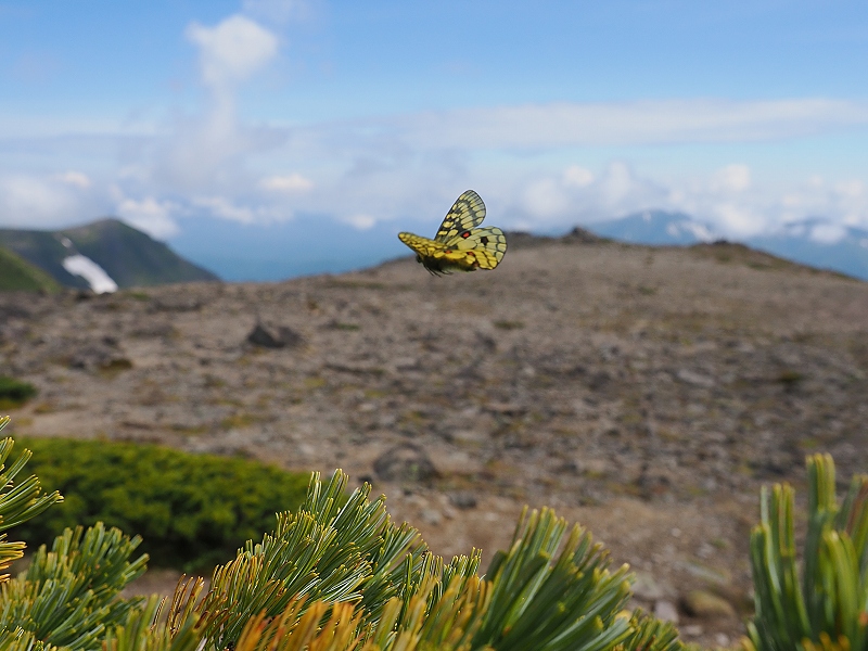北海道 ウスバキチョウ1